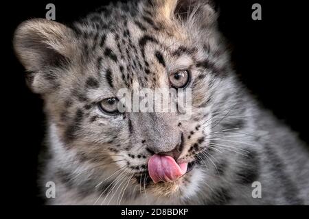 cub de léopard des neiges de trois mois, avec langue sortie Banque D'Images