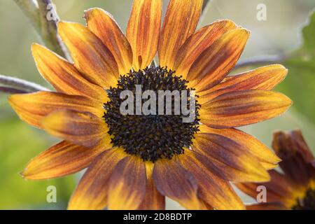 Vue rapprochée d'un petit tournesol becka à l'arboretum Finch de Spokane, Washington, États-Unis. Banque D'Images