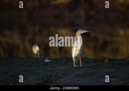 Le héron de l'étang de Javan est dans la rivière à la recherche de nourriture Banque D'Images