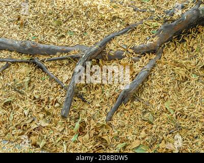 Racines d'arbres et feuilles d'automne tombées Banque D'Images