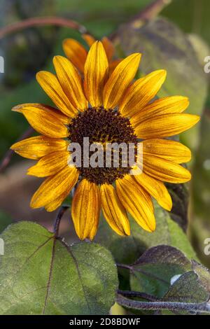 Vue rapprochée d'un petit tournesol becka à l'arboretum Finch de Spokane, Washington, États-Unis. Banque D'Images