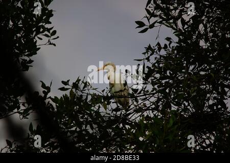 aigrette de bétail perchée sur des branches de mangrove, indonésie Banque D'Images