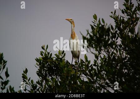 aigrette de bétail perchée sur des branches de mangrove, indonésie Banque D'Images