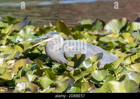 Le grand héron bleu mange un petit poisson qu'il vient de prendre au parc Cannon Hill à Spokane, Washington, États-Unis. Banque D'Images