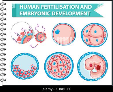 Fertilisation humaine et développement embryonnaire illustration Illustration de Vecteur