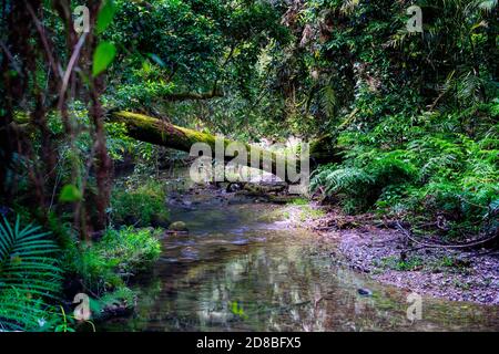 Babinda Boulders près de Cairns, à l'extrême nord du Queensland, en Australie Banque D'Images
