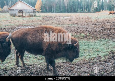 Bison en pleine croissance dans son habitat. Banque D'Images