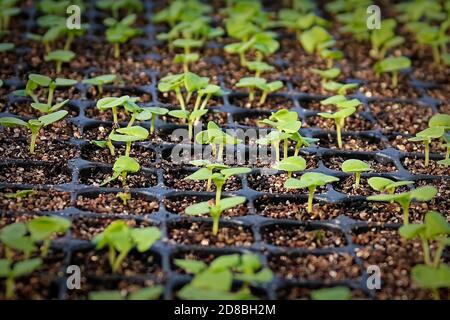 Vue macro des plantules de basilic en germination dans un plateau de propagation Banque D'Images