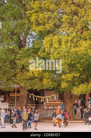 shibuya, japon - novembre 02 2019: Touristes devant deux arbres de camphre appelés Meotokusu qui sont reliés comme un couple marié par un shime sacré Banque D'Images