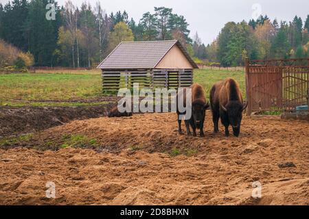 Famille de bisons herbivores dans leur habitat. Banque D'Images