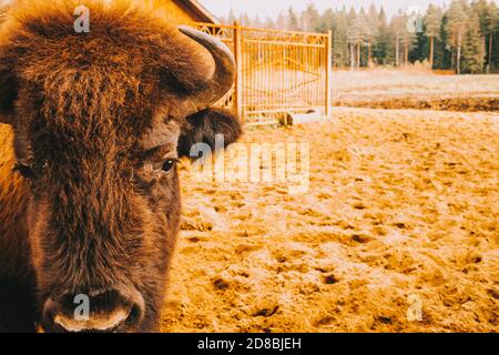 La tête des bisons à courte distance. Banque D'Images