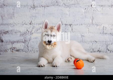 Chien drôle husky race de couleur claire naws porc séché et oreilles de boeuf. Gâteries à mâcher naturelles pour chiens. Production et commerce de produits pour animaux de compagnie. Sibérien Banque D'Images