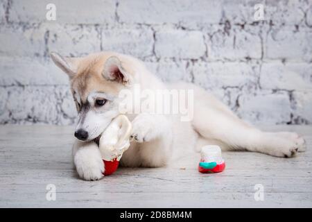 Chien drôle husky race de couleur claire naws porc séché et oreilles de boeuf. Gâteries à mâcher naturelles pour chiens. Production et commerce de produits pour animaux de compagnie. Sibérien Banque D'Images