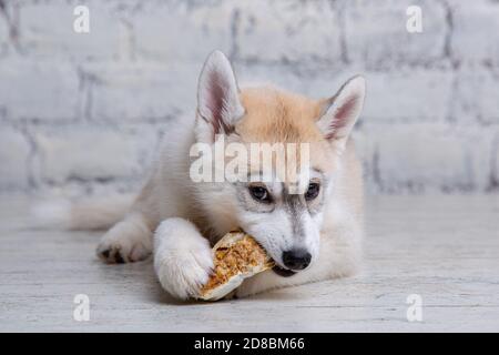 Chien drôle husky race de couleur claire naws porc séché et oreilles de boeuf. Gâteries à mâcher naturelles pour chiens. Production et commerce de produits pour animaux de compagnie. Sibérien Banque D'Images