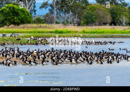 Troupeau d'oies et bernaches (Anseranas semipalmata) dans les marais du Saint-Laurent, dans le nord du Queensland, en Australie Banque D'Images