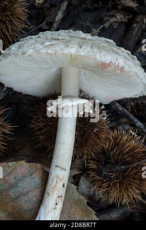 Détail de l'anneau ou de la jupe du champignon du parasol ou de macrolepiota procera. Trouvé dans une forêt humide en octobre Banque D'Images