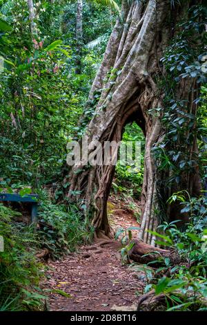 Stronger Fig formant une arcade dans la forêt tropicale, Parc national d'Eungella, Queensland du Nord, Australie Banque D'Images