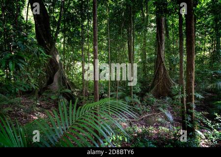 Habitat de la forêt tropicale, Mossman gorge, nord du Queensland Banque D'Images