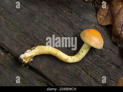 Un champignon tuft de soufre immature ou hypholoma fasciculare à tige pleine. Banque D'Images