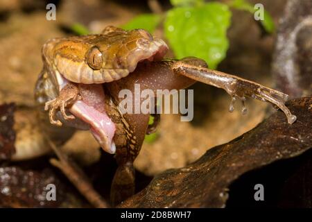 un serpent à yeux sauvage de chat (leptodeira septentrionalis) L'effritement d'une grenouille Pristimantis Banque D'Images