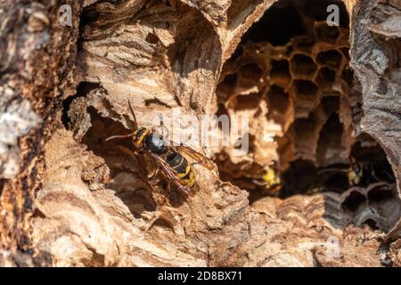 Entrée au nid du hornet dans le creux de l'arbre. Des guêpes prédateurs Jack. Le hornet européen, lat. Vespa crabro, est la plus grande guêpe eusociale indigène à Banque D'Images