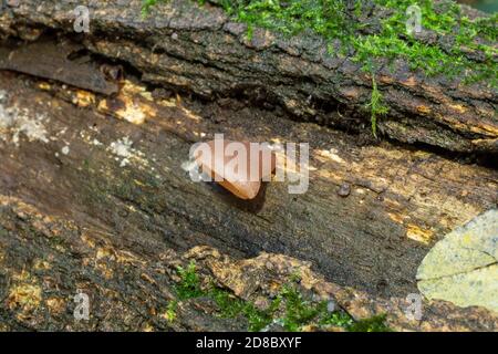 La jeune oreille de gelée ou auricularia auricula poussant sur un arbre tombé. Banque D'Images