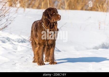 Chien brun de Terre-Neuve regardant autour en hiver ensoleillé jour Banque D'Images