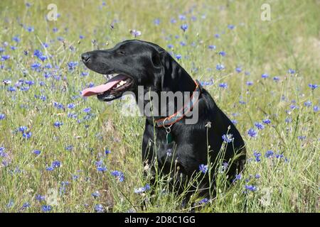 Black Labrador retriever assis dans le domaine des boutons de baccalauréat Banque D'Images