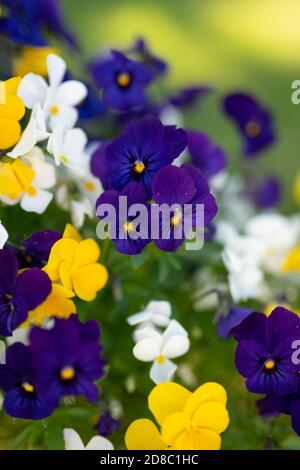 Plan vertical de fleurs violettes multicolores Banque D'Images
