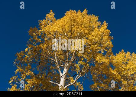 Trembles aux couleurs de l'automne dans la forêt nationale de Manti-la Sal près de Moab, Utah. Banque D'Images