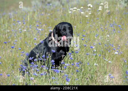 Black Labrador retriever léchant son museau tout en étant assis dans un champ des boutons de licence Banque D'Images