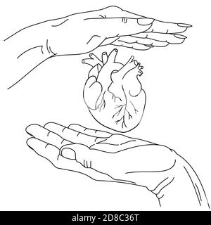 main mâle et femelle et coeur anatomique entre eux. graphiques vectoriels linéart, main-dessinée. image symbolique de soins et de protection, amour. concept art pour la médecine, cardiologie, soins de santé cardiaque et soutien. Illustration de Vecteur