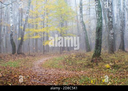 Flou. Parc d'automne avec des arbres dans une brume brumeuse et un chemin parsemé de feuilles mortes. Arrière-plan Banque D'Images