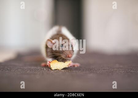 Un petit rat décoratif Dumbo blanc de couleur grise est assis sur la table de la cuisine et mange un morceau de pain. Banque D'Images