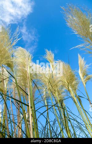 L'herbe de la Pampa grande foule against a blue sky Banque D'Images