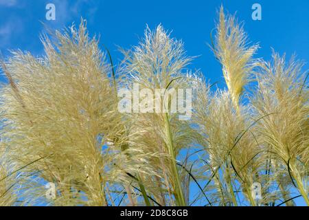 L'herbe de la Pampa grande foule against a blue sky Banque D'Images