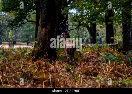 Stags et déers dans Richmond Park à Londres Banque D'Images