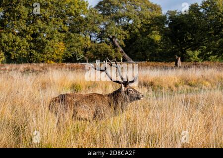Stags et déers dans Richmond Park à Londres Banque D'Images