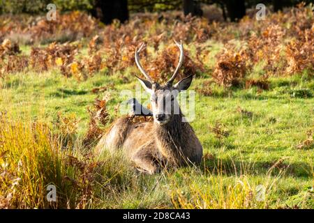 Portrait d'un cerf dans le parc Richmond Banque D'Images