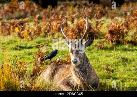 Portrait d'un cerf dans le parc Richmond Banque D'Images