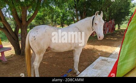 Un beau cheval blanc paître près d'un temple hindou. Banque D'Images