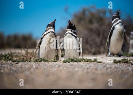 Colonie de pingouins magellaniques (Spheniscus magellanicus) sur l'île de Magdalena dans le détroit de Magellan, au Chili. Banque D'Images