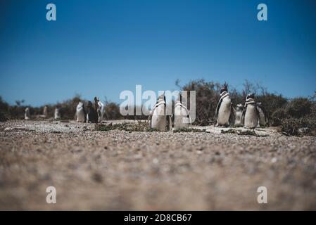 Colonie de pingouins magellaniques (Spheniscus magellanicus) sur l'île de Magdalena dans le détroit de Magellan, au Chili. Banque D'Images