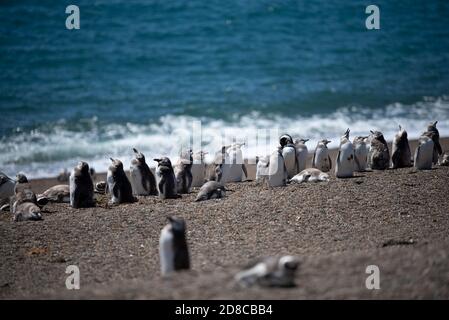 Colonie de pingouins magellaniques (Spheniscus magellanicus) sur l'île de Magdalena dans le détroit de Magellan, au Chili. Banque D'Images