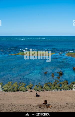 Vue panoramique sur la plage près de Puerto Madryn dans la péninsule de Valdes, dans le nord de la Patagonie, en Argentine. Les lions de mer et les pingouins magellaniques qui vivent dans un n Banque D'Images