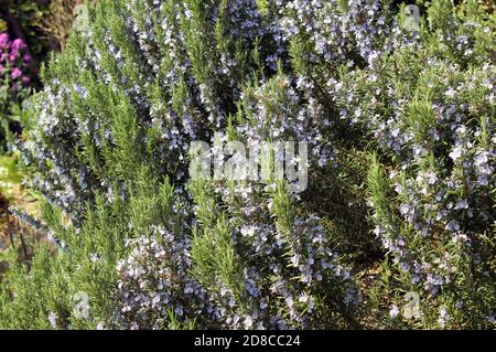 Fleurs bleues parfumées au printemps de l'herbe Rosmarinus officinalis 'Rosemary' un grand arbuste vert à feuilles persistantes Banque D'Images