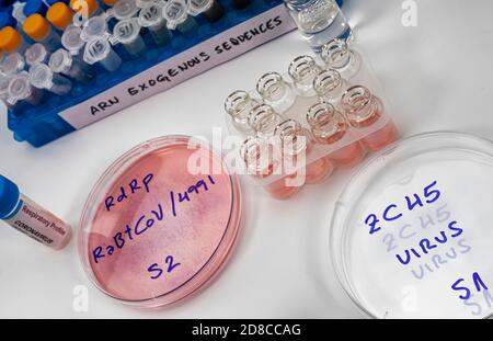 Flacons d'étude de séquence d'ARN exogène sur le virus SRAS-COV-2 en laboratoire, image conceptuelle Banque D'Images