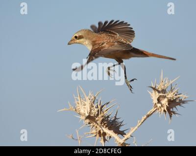 Woodchat crevettes Jeune mouche.over épines Banque D'Images