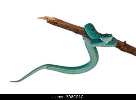 Bébé mâle Bleu blanc à lèvres Pitviper aka Trimeresurus insularis serpent, courbé autour de branche en bois. Isolé sur fond blanc. Banque D'Images