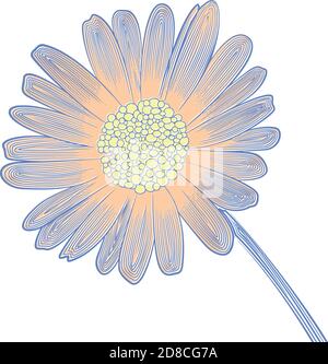 motif linéaire vectoriel délicat de fleur de pâquerette Illustration de Vecteur